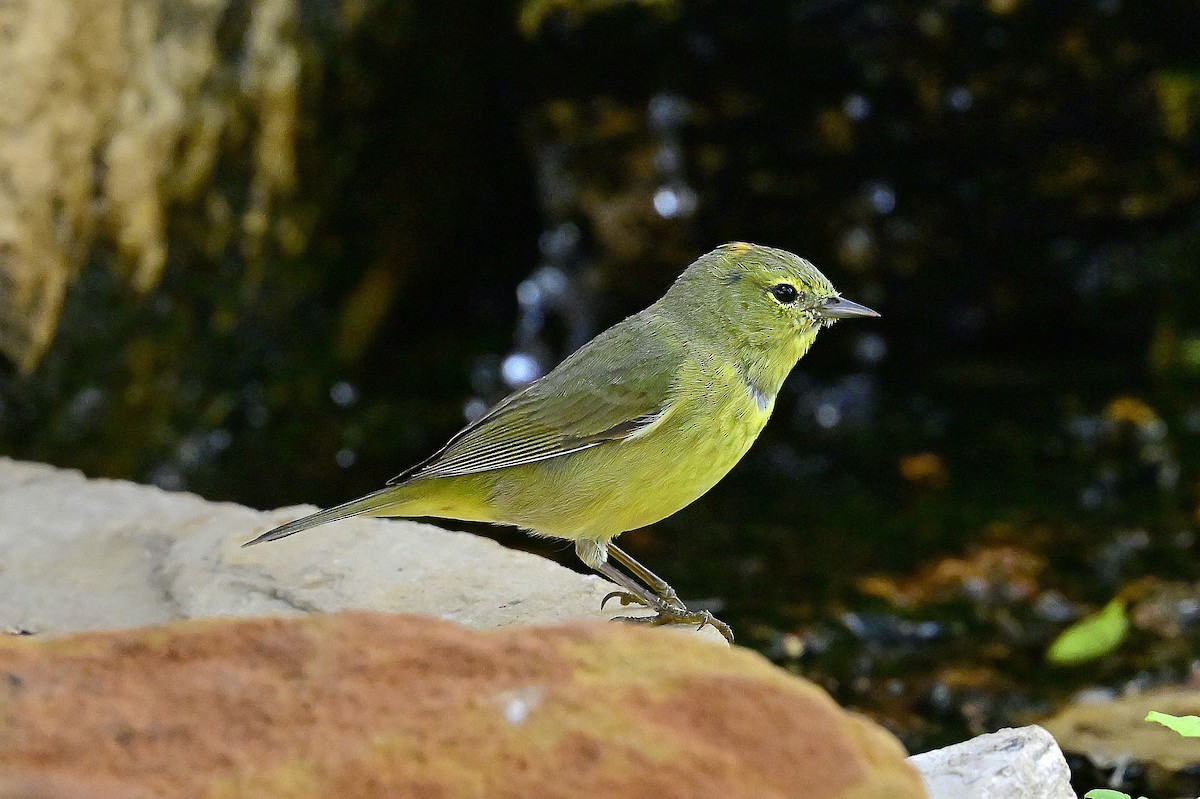 oransjekroneparula - ML653983036