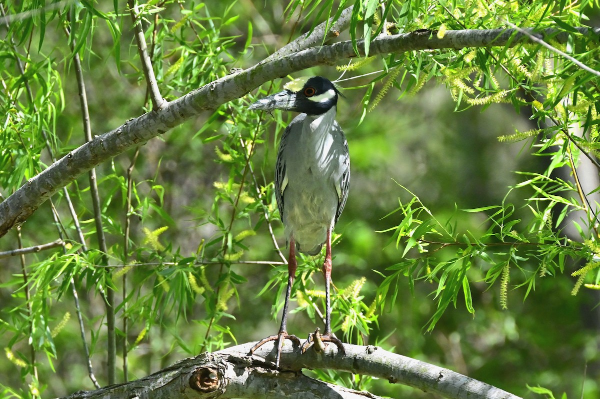 gulkronehegre - ML653983070