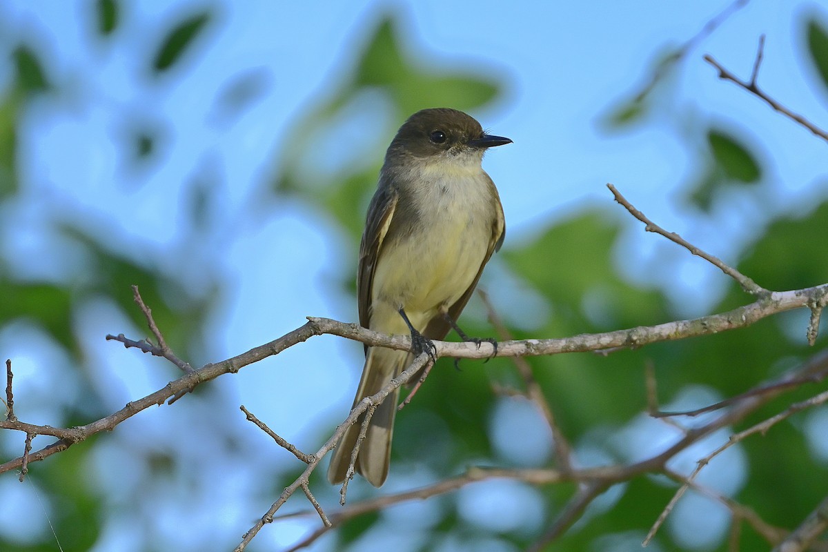 gråfibi - ML653983110