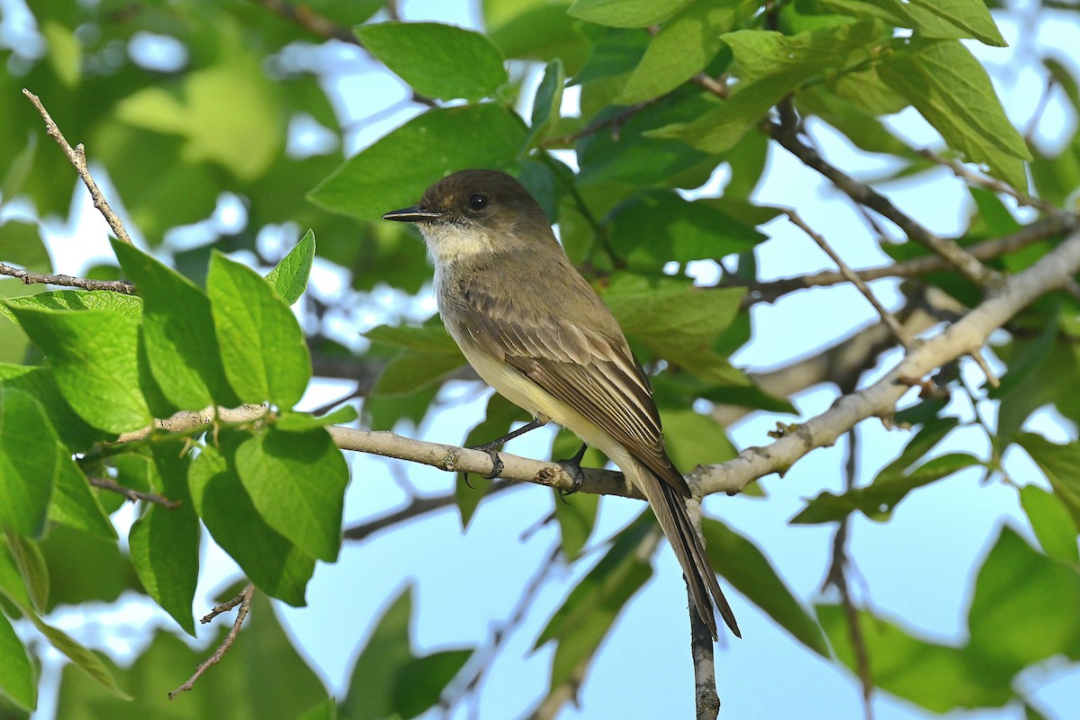 gråfibi - ML653983111