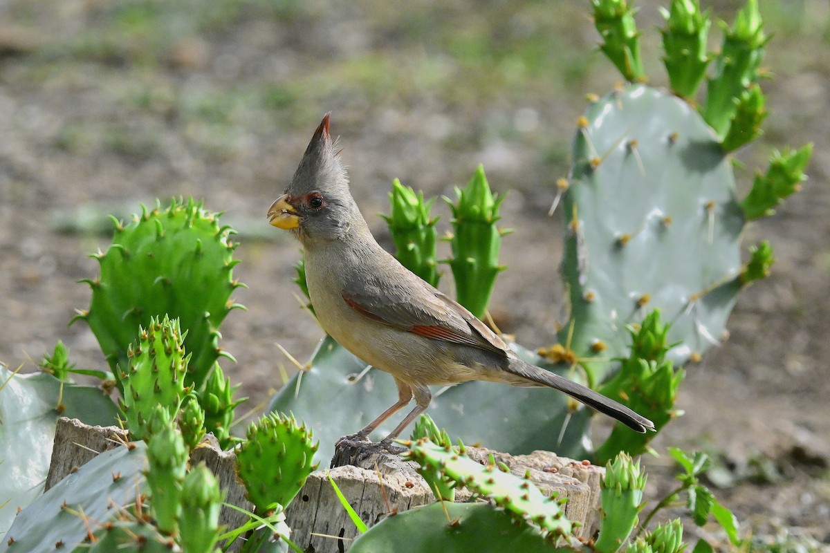 ørkenkardinal - ML653983304