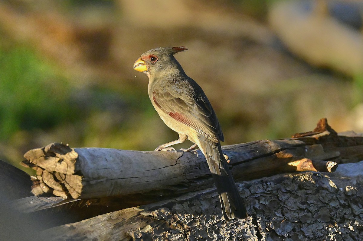 ørkenkardinal - ML653983305