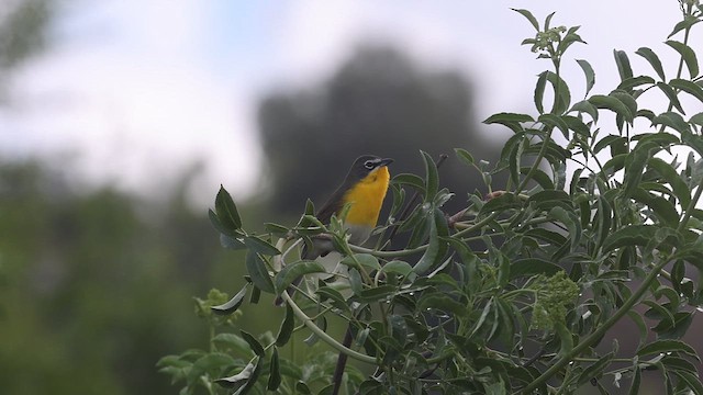 Yellow-breasted Chat - ML653985451