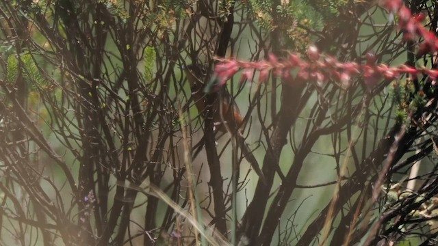 Olive-crowned Crescentchest - ML653985668