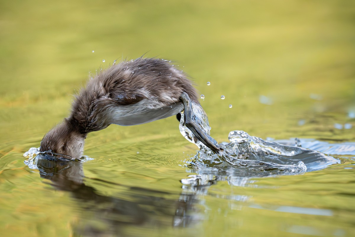 New Zealand Scaup - ML653987079