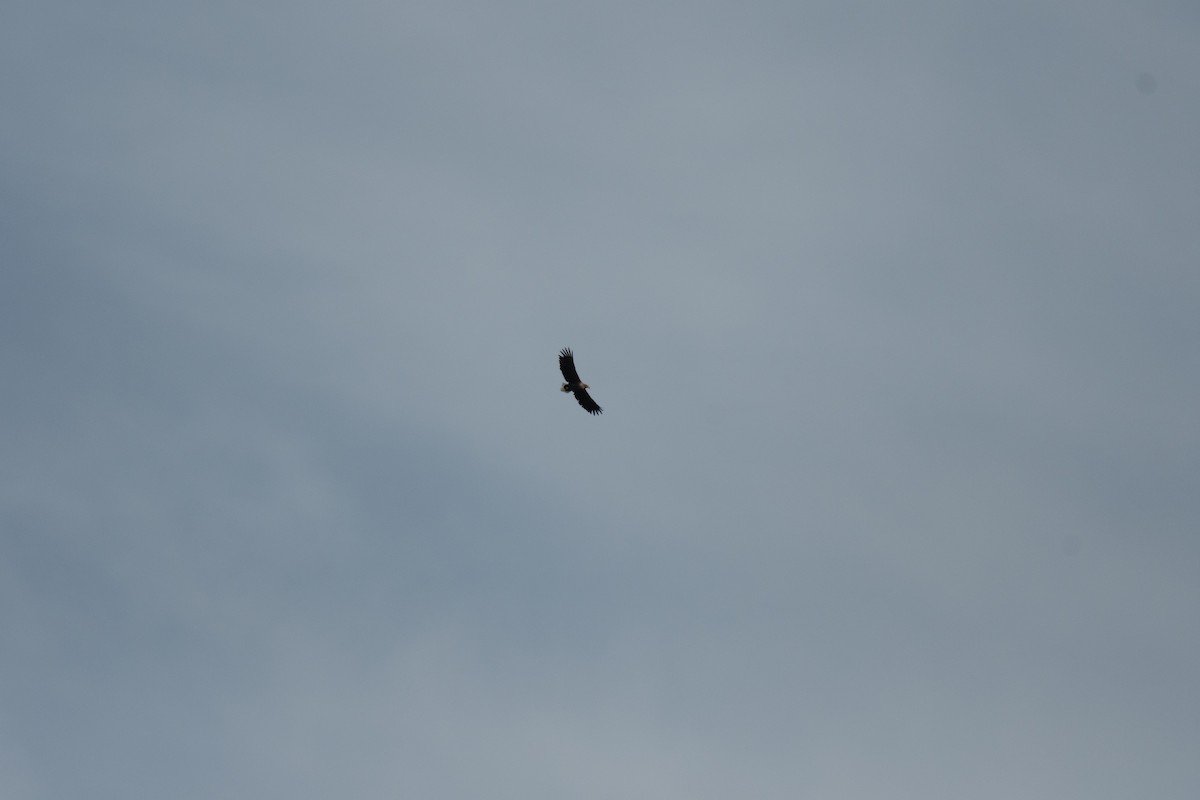Seeadler - ML653988620