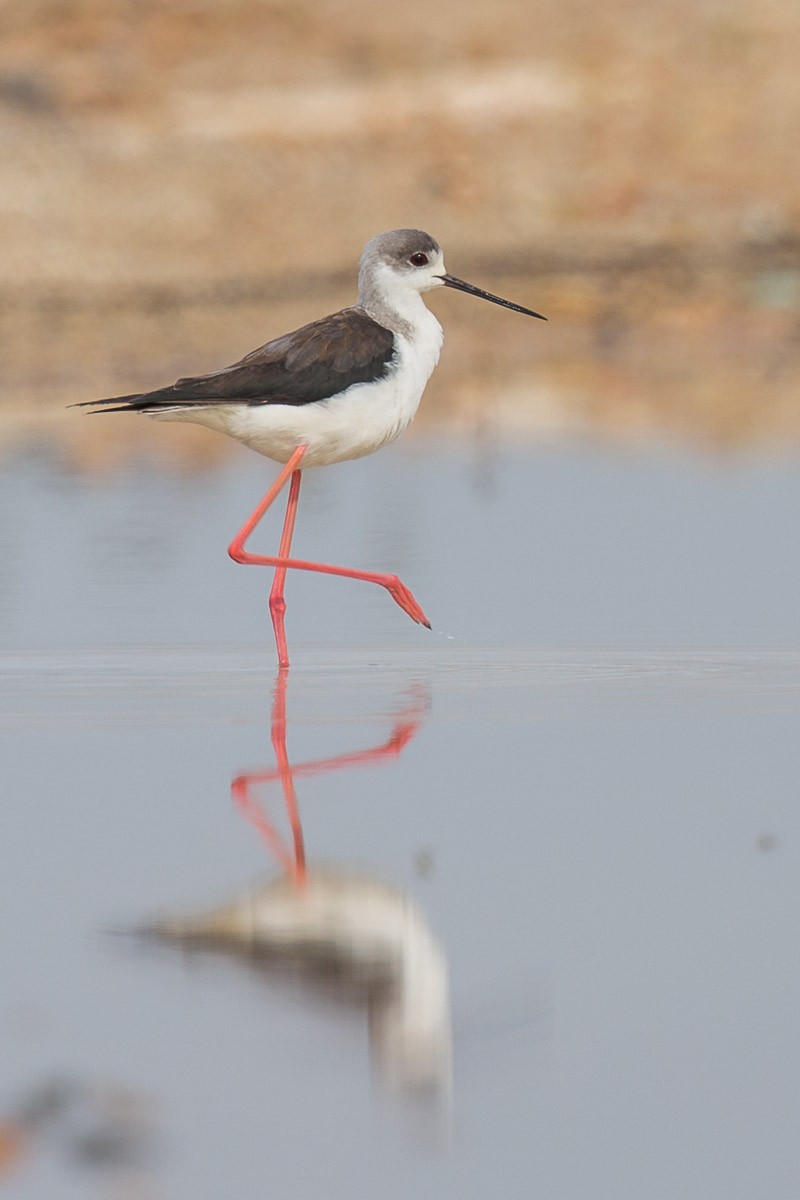 Échasse blanche - ML65398891