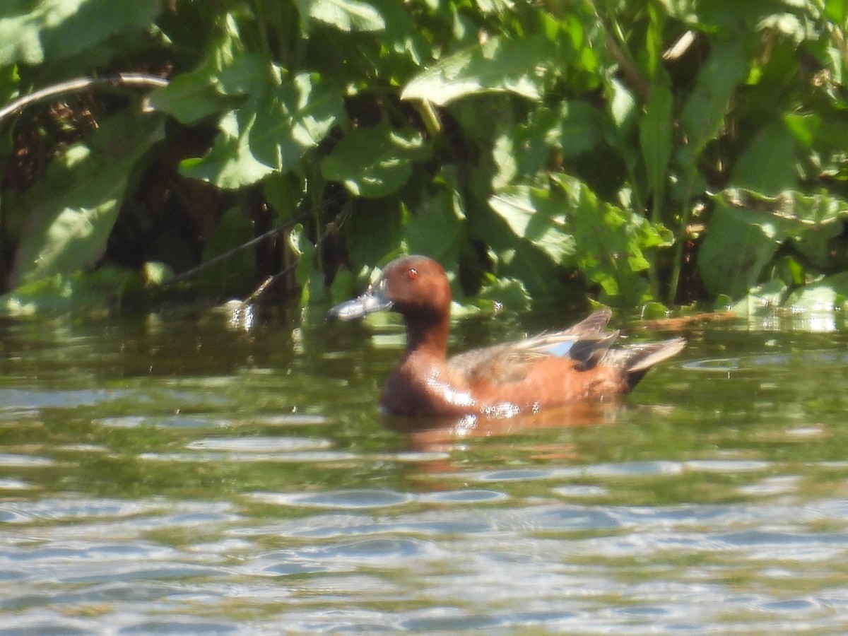 Zertzeta kanelakara - ML653989810