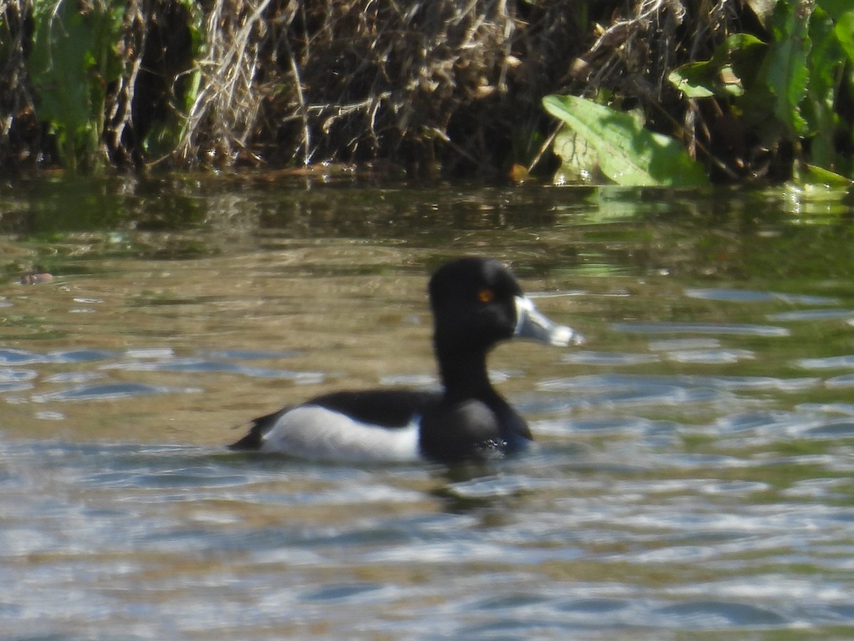 Murgilari lepokoduna - ML653989826