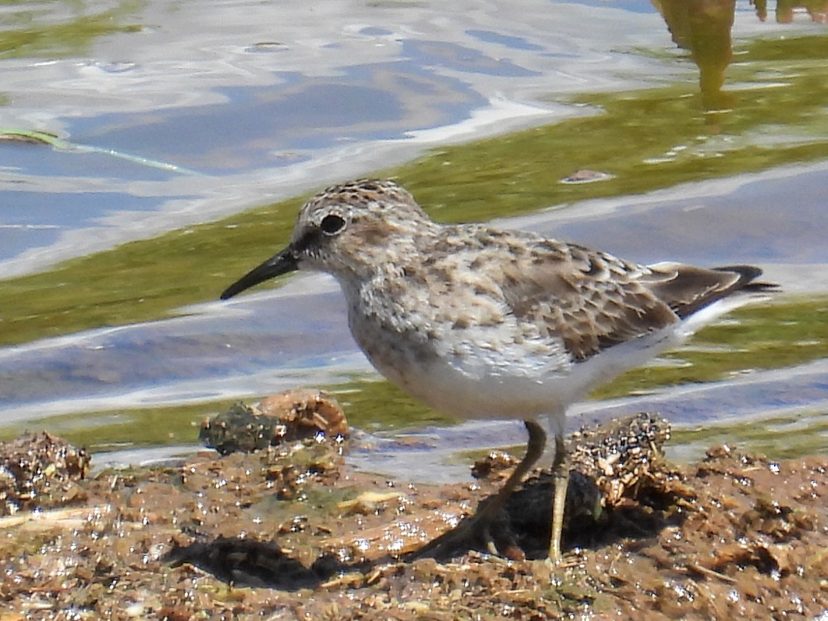 Txirri nanoa - ML653989838