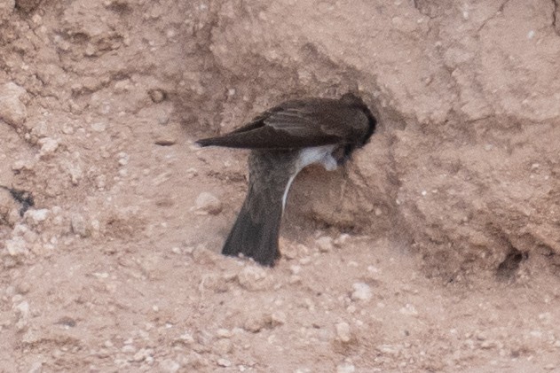 Enara sp. - ML653989871