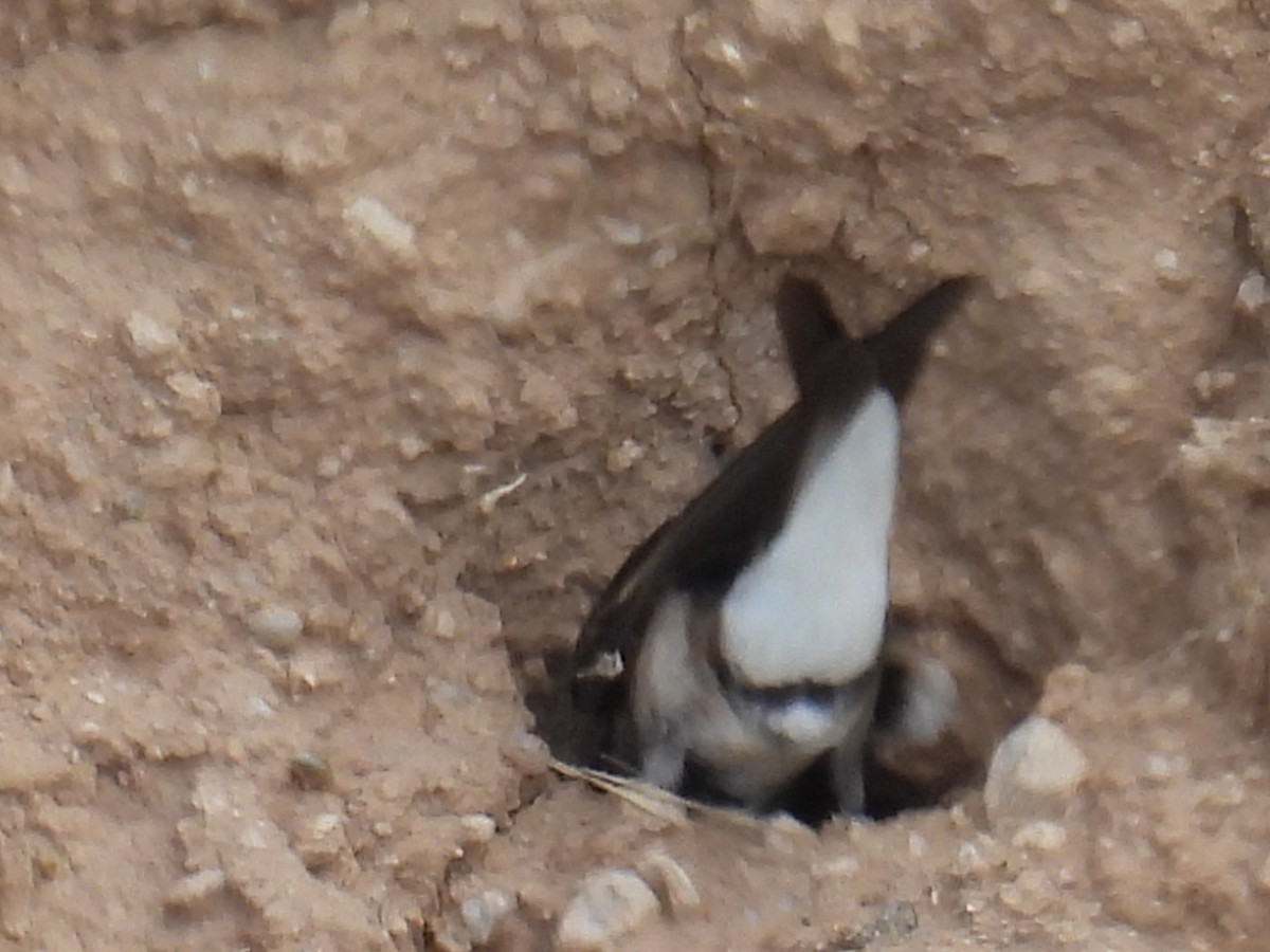 Enara sp. - ML653989872