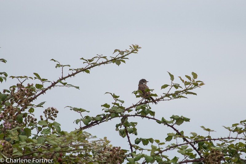 Greater Whitethroat - Charlene Fortner