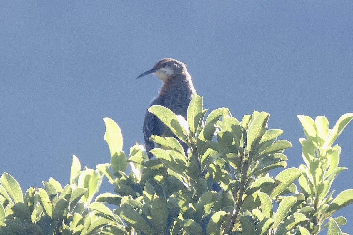 Gurney's Sugarbird - ML653990224