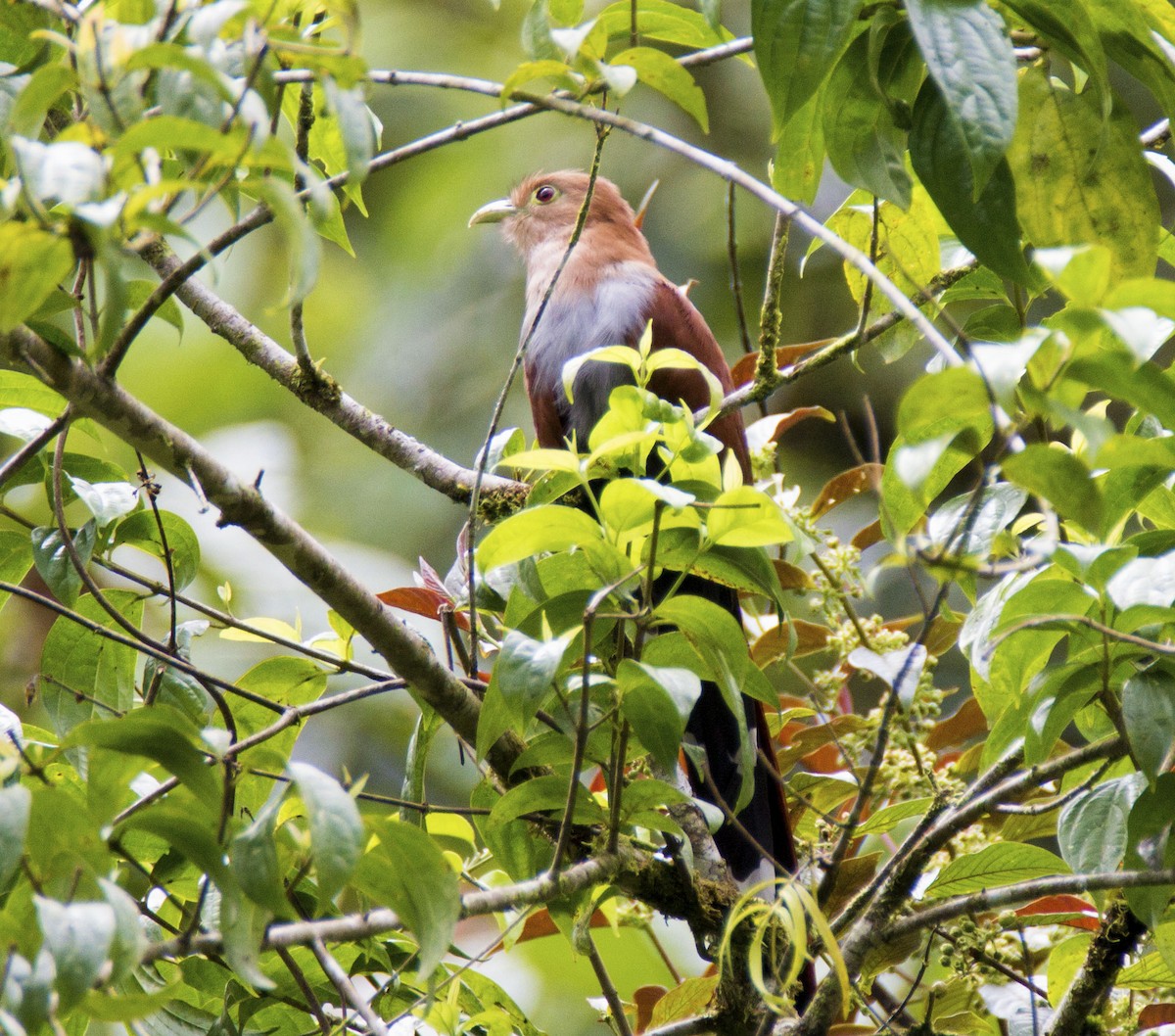 Squirrel Cuckoo - MELISSA  SOVAY