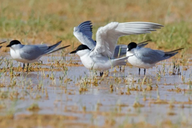 Gülen Sumru - ML653991834