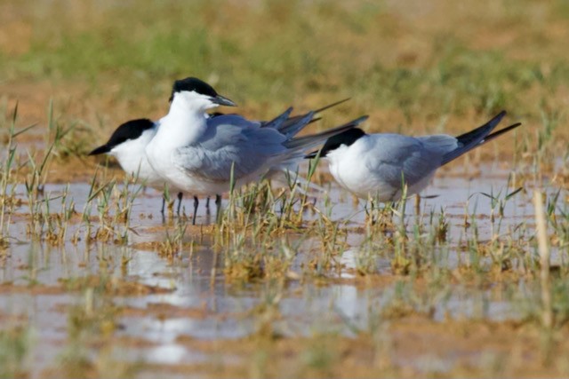 Gülen Sumru - ML653991835