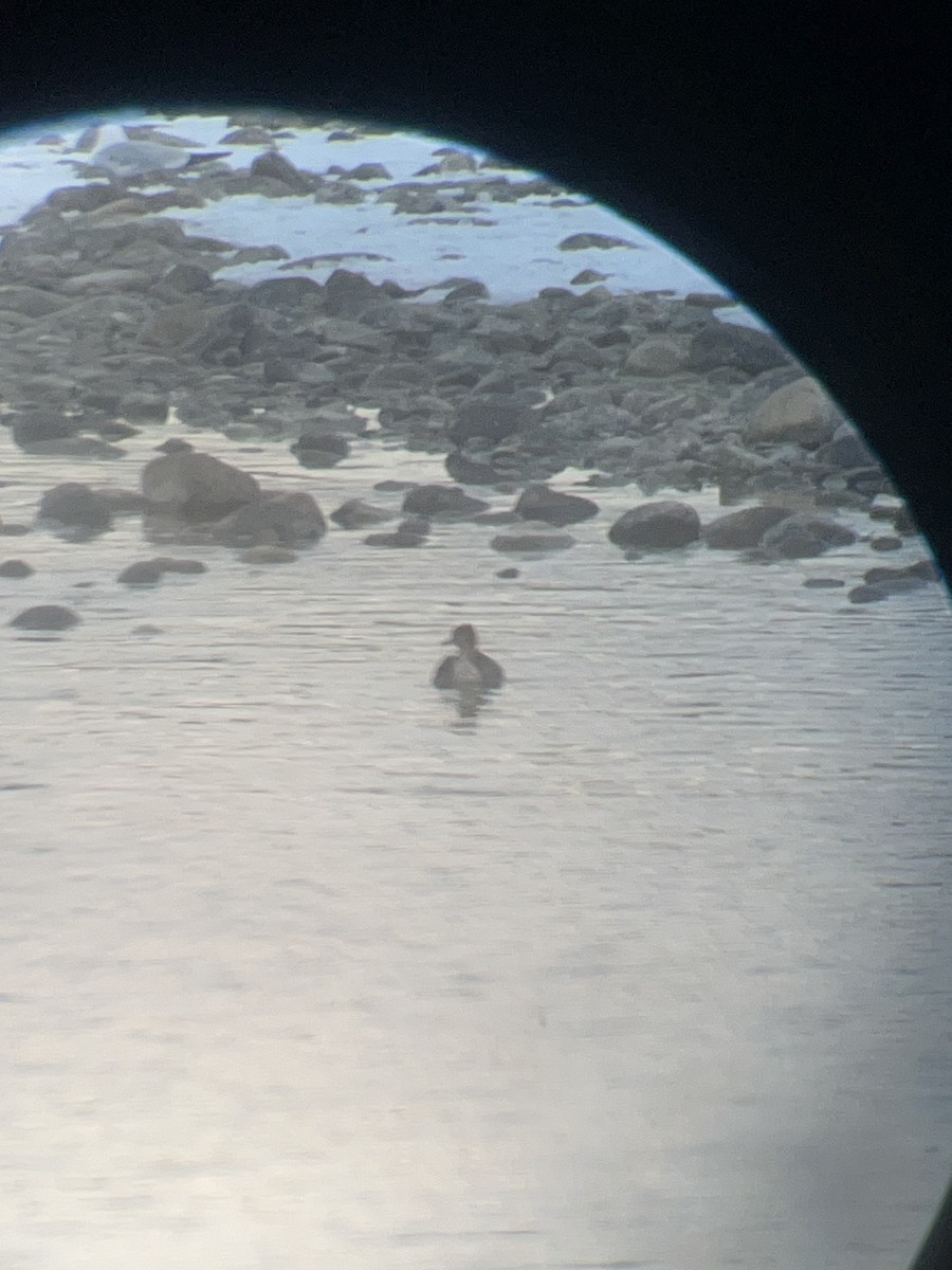 eBird Checklist - 1 Apr 2026 - Calgary--Beaver Dam Flats Park - 23 species