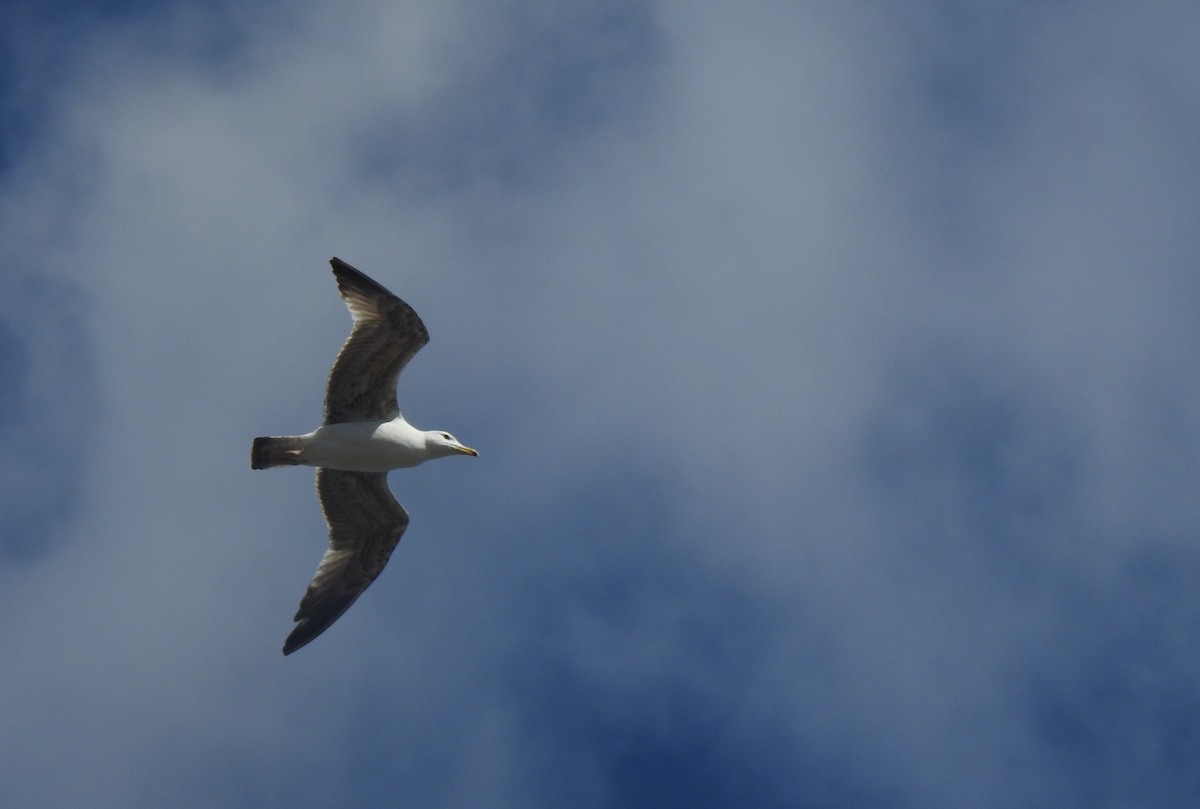 Yellow-legged Gull - ML653992479