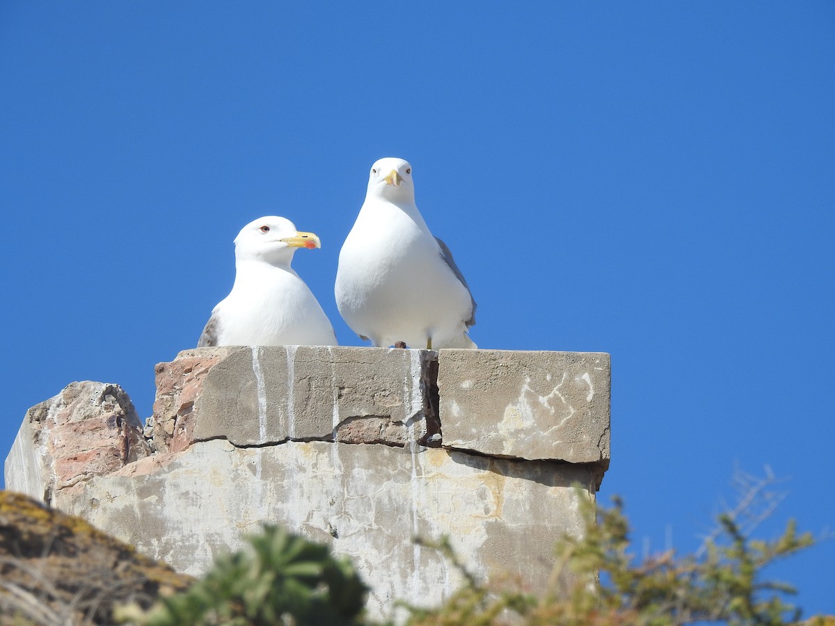 Yellow-legged Gull - ML653992480
