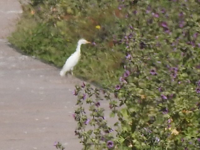 Western Cattle-Egret - ML653992511