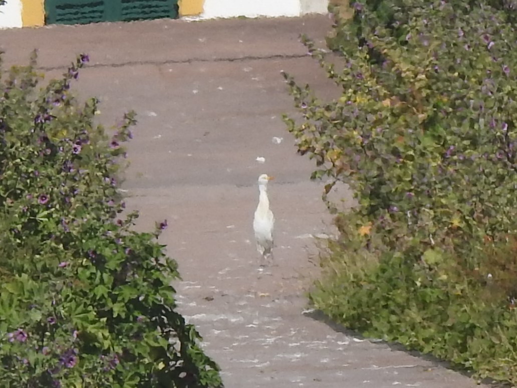 Western Cattle-Egret - ML653992512