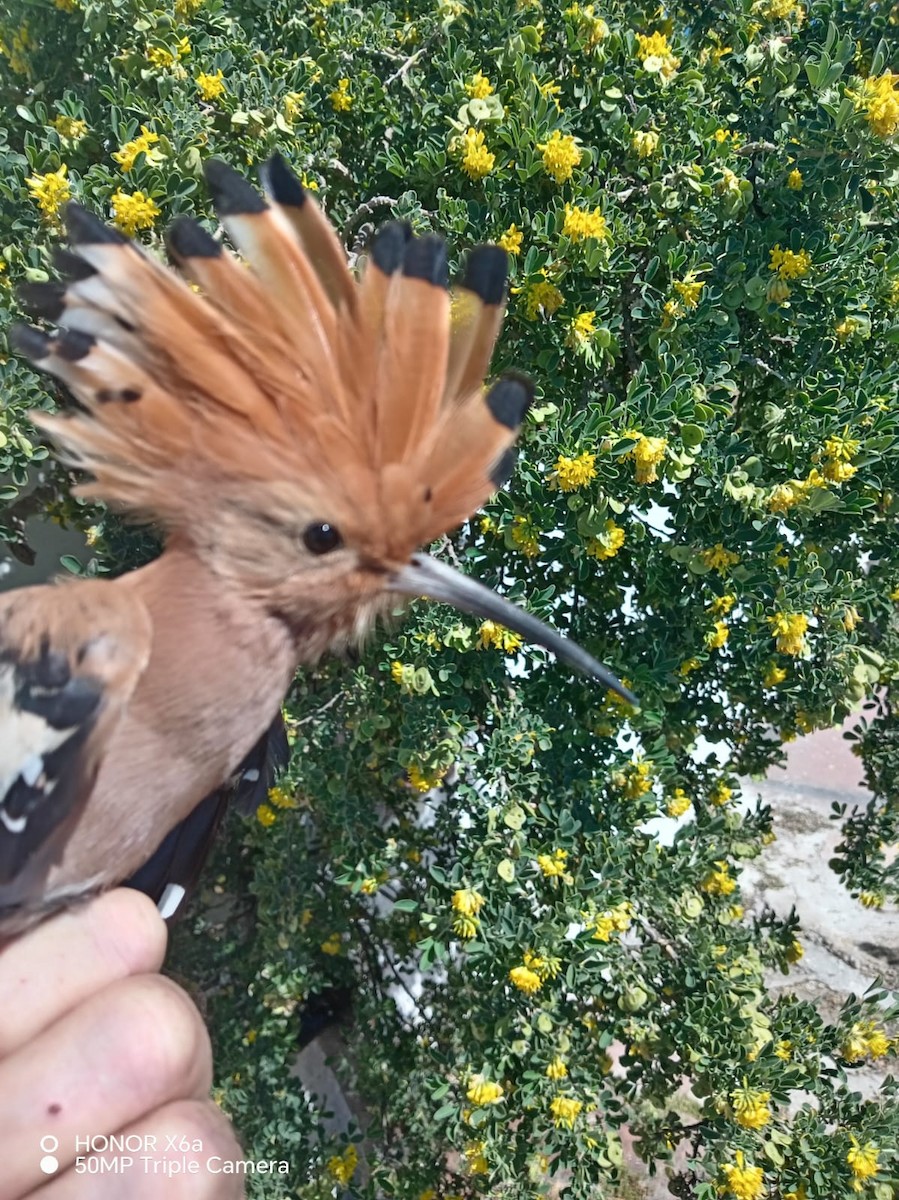 Common Hoopoe - ML653992588