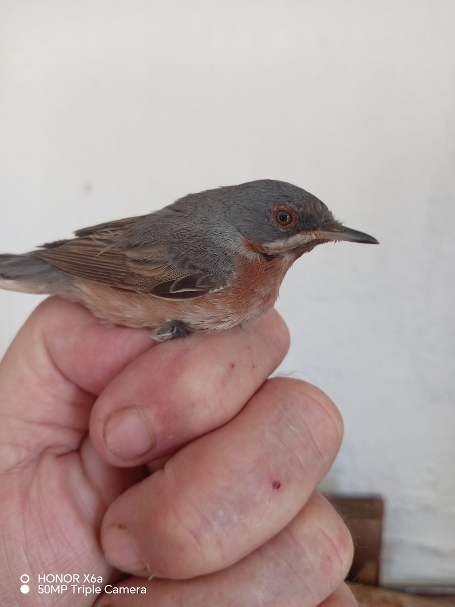 Western Subalpine Warbler - ML653992644