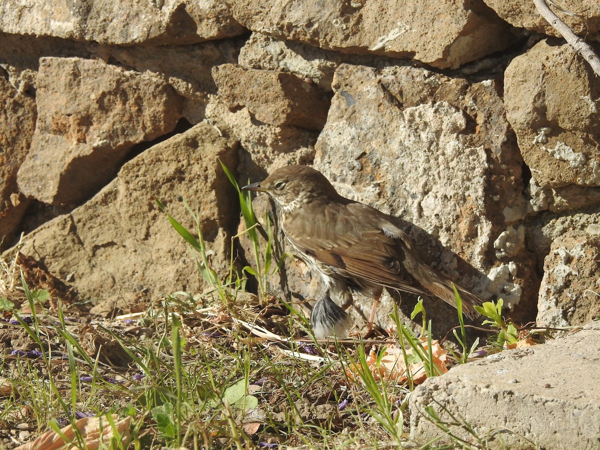 Song Thrush - ML653992659