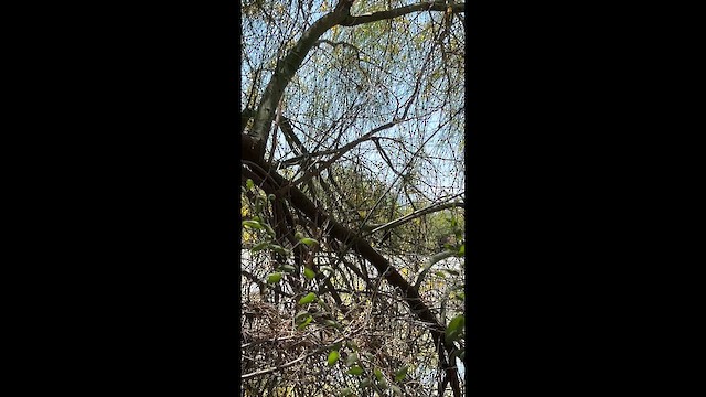 Belding's Yellowthroat - ML653993912
