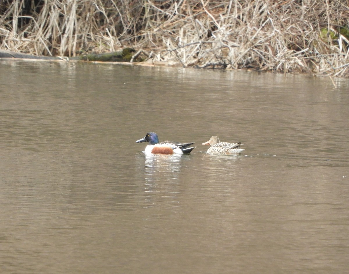 Löffelente - ML653995099