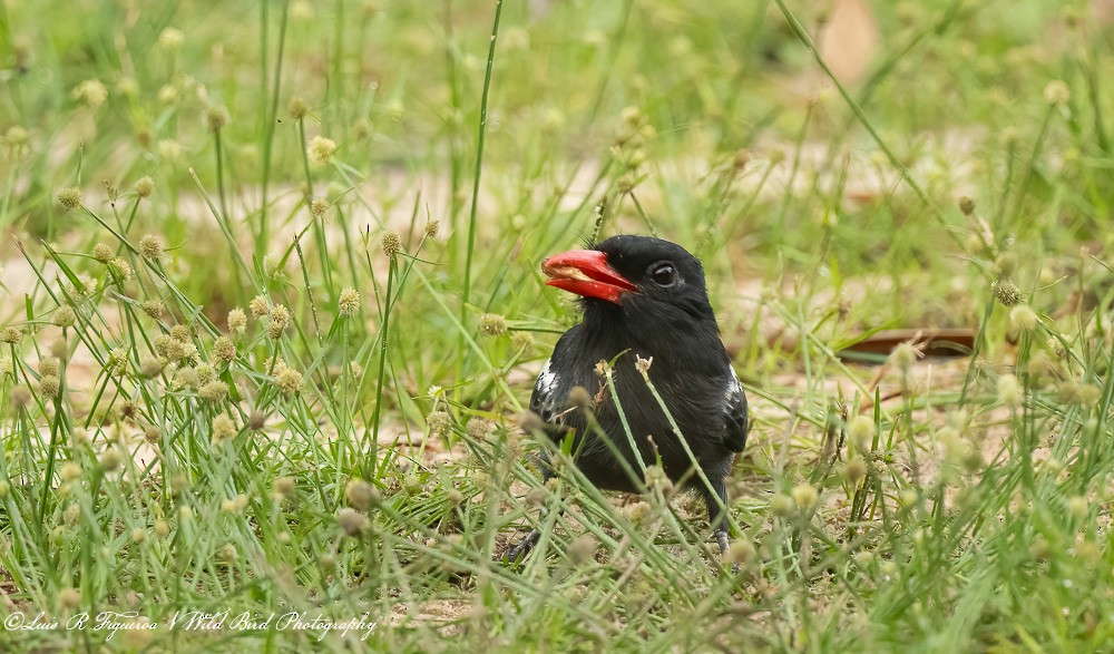 Weißschulter-Faulvogel - ML653995797