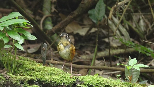 White-lored Antpitta - ML653997370