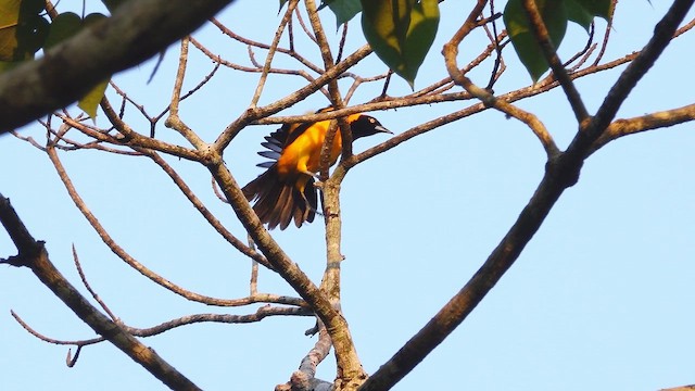 Orange-backed Troupial - ML653997394