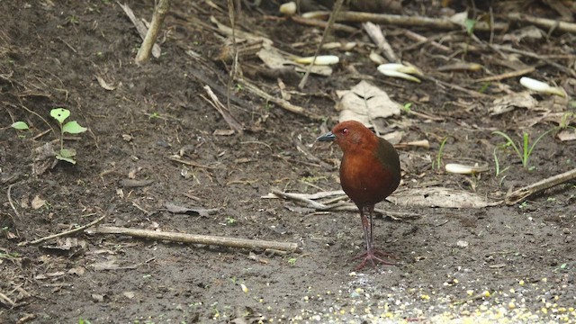Black-banded Crake - ML653997814