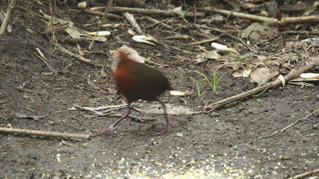 Black-banded Crake - ML653997820