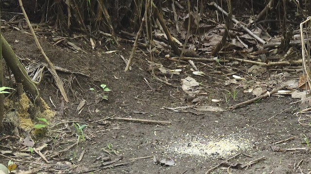 Black-banded Crake - ML653997826