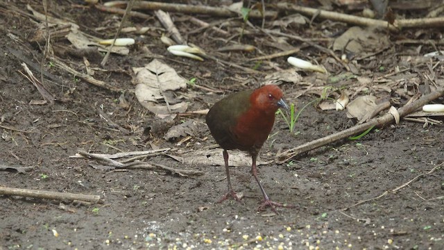 Black-banded Crake - ML653998302