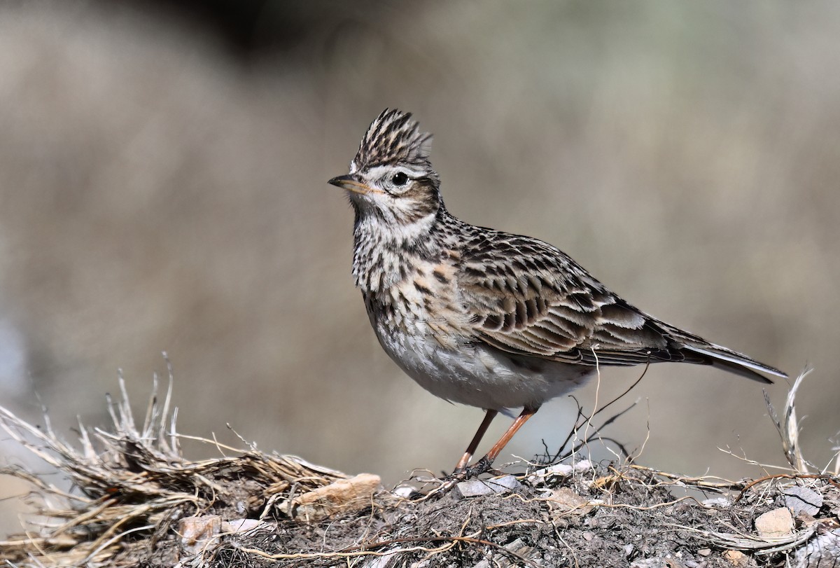 Eurasian Skylark - ML653999652