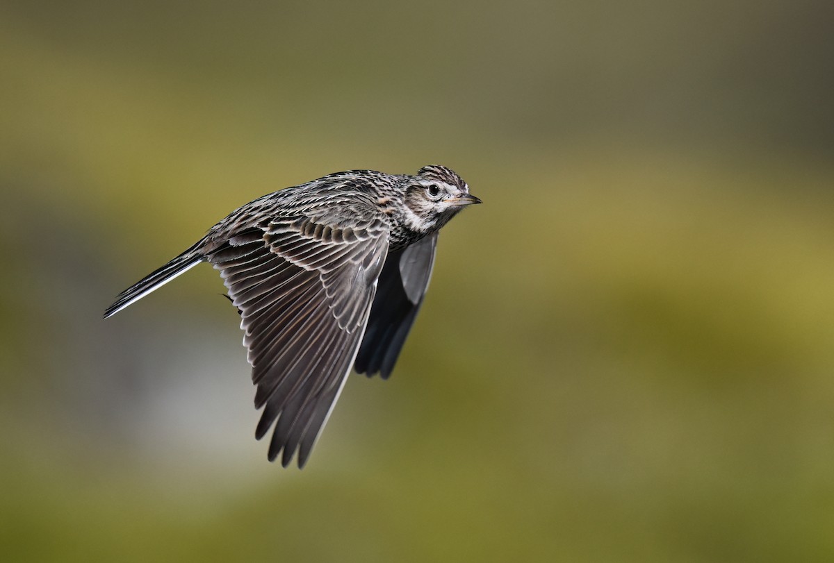 Eurasian Skylark - ML653999665