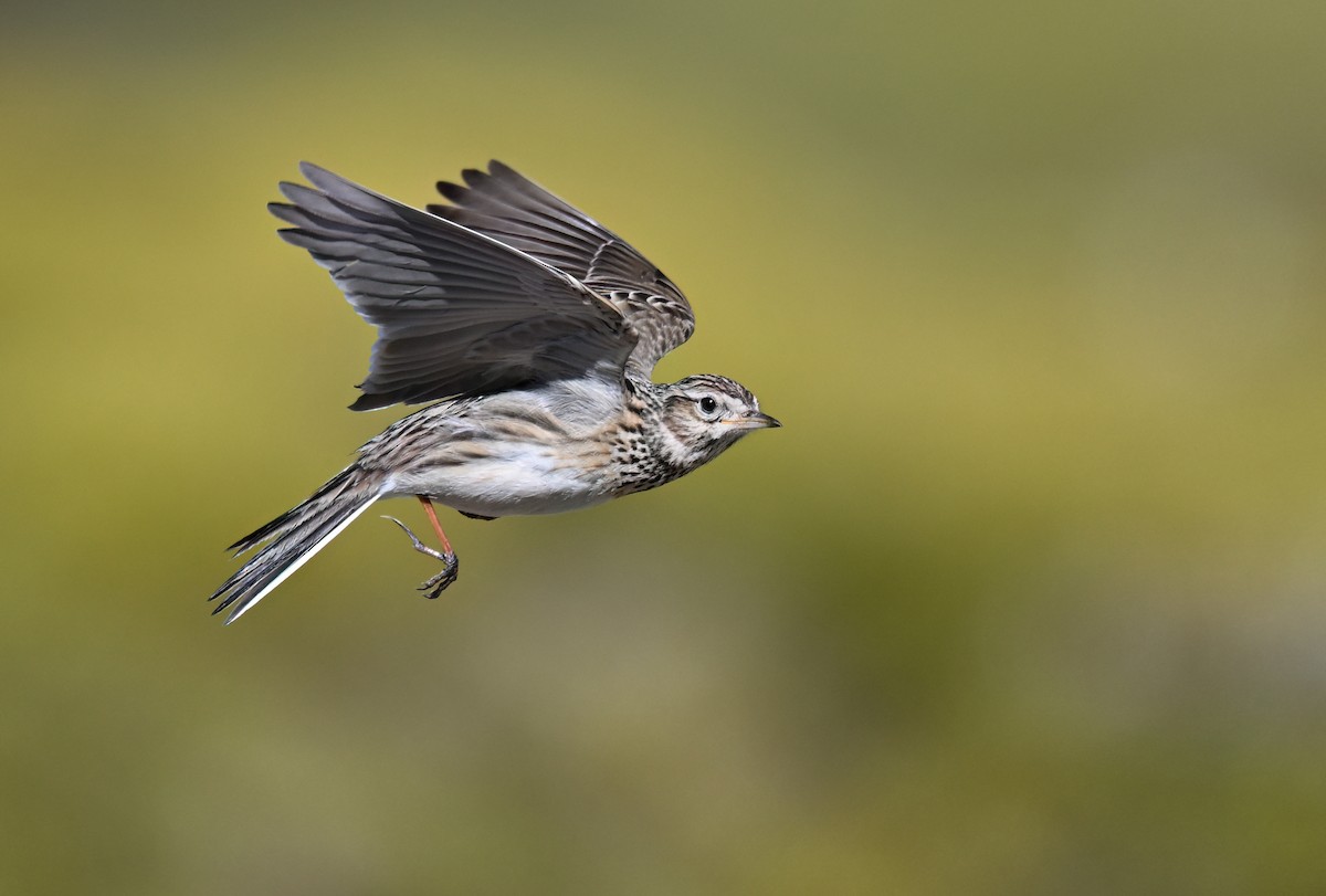 Eurasian Skylark - ML653999666