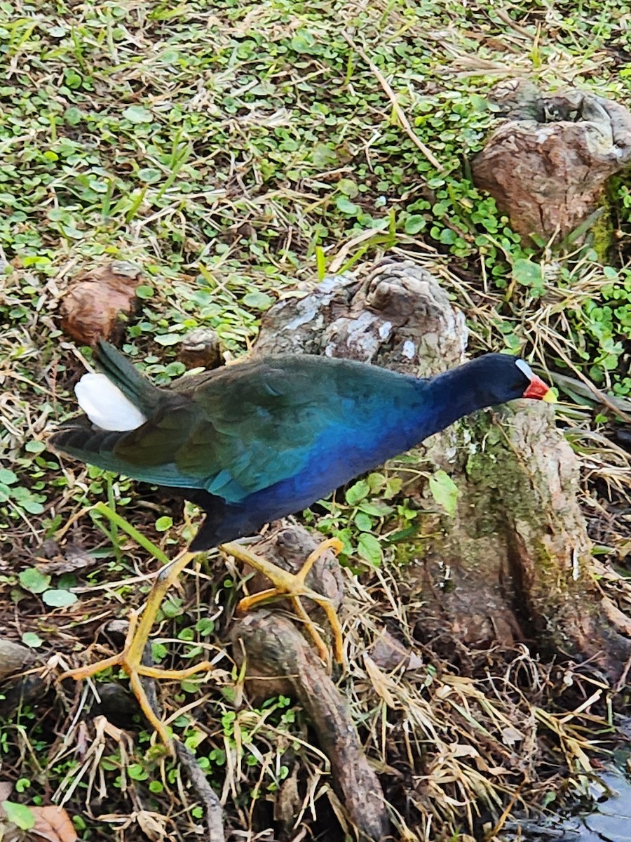 Purple Gallinule - ML654000019
