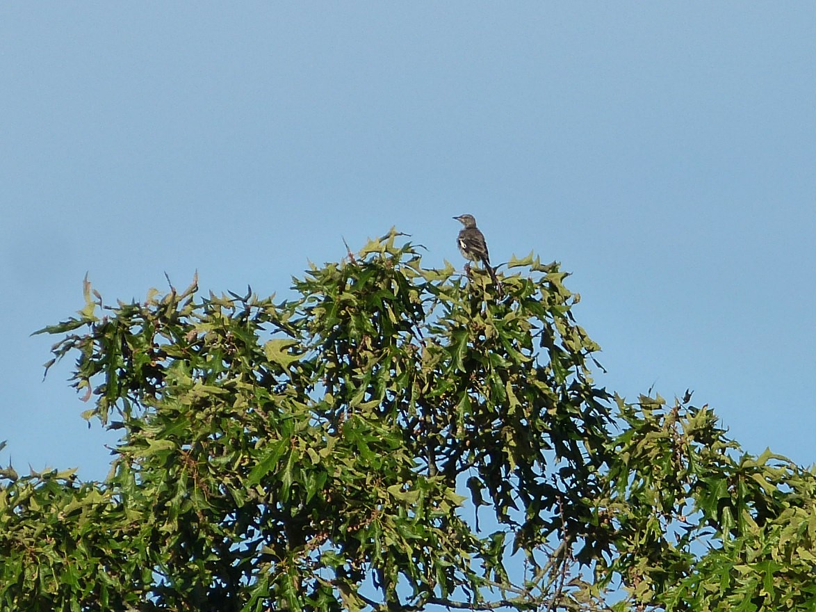 Northern Mockingbird - ML65400571
