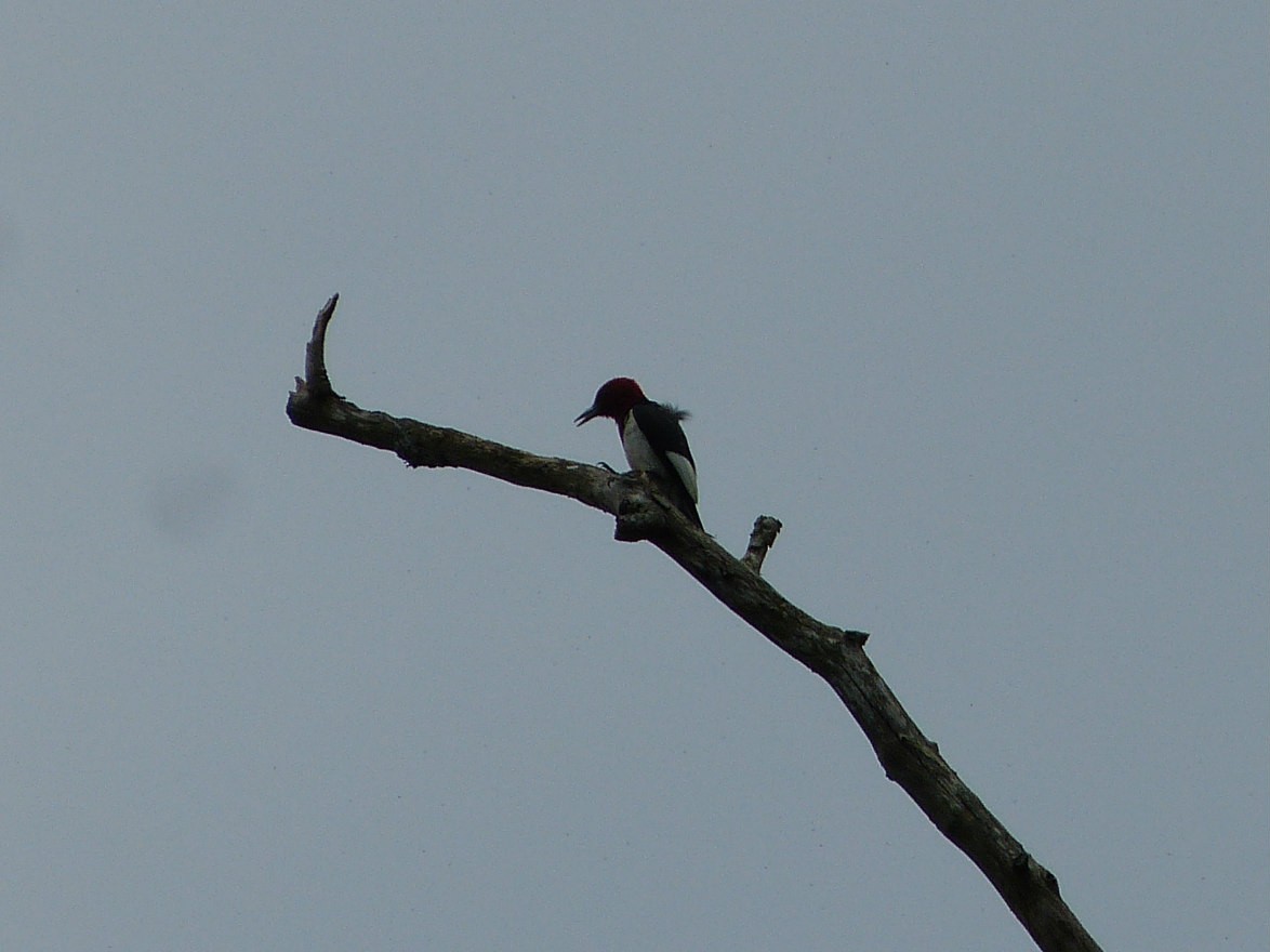 Red-headed Woodpecker - ML65400721