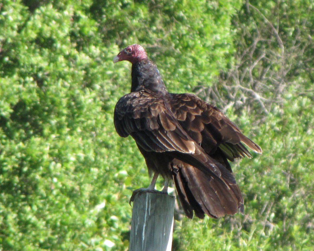 Turkey Vulture - ML65400841