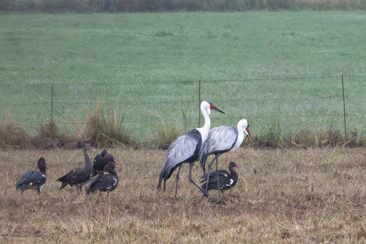 Grulla Carunculada - ML654008984