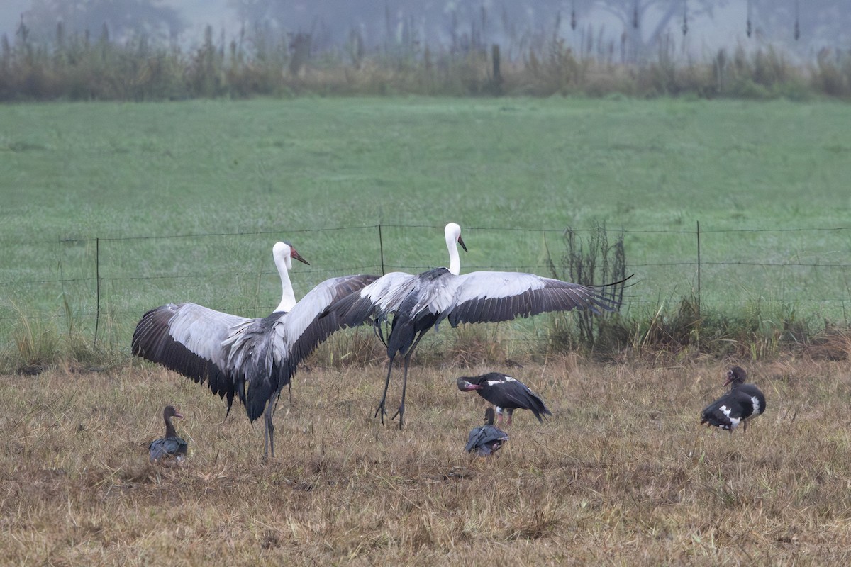 Grulla Carunculada - ML654008985