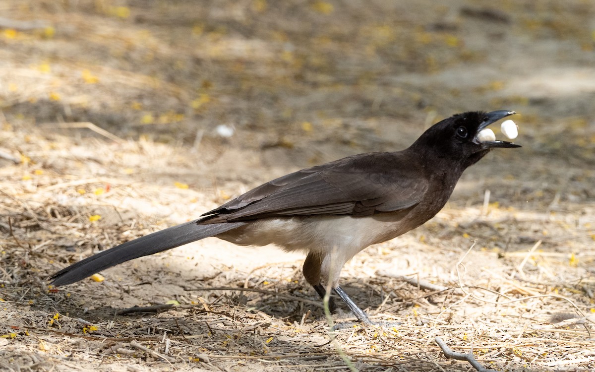 Brown Jay - ML654009254