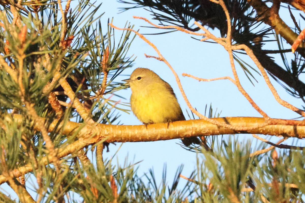 Orangefleck-Waldsänger (lutescens) - ML654010973