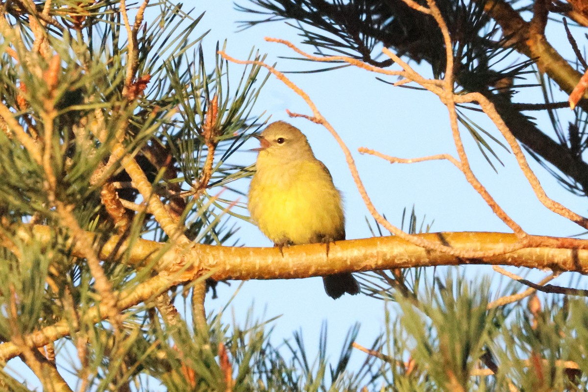 Orangefleck-Waldsänger (lutescens) - ML654010974